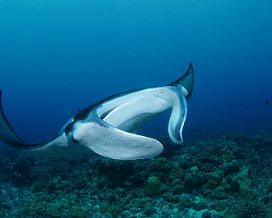 Polynésie en plongée Des plongées de très haut niveau, la faune est vraiement très abondante, des instants magiques !