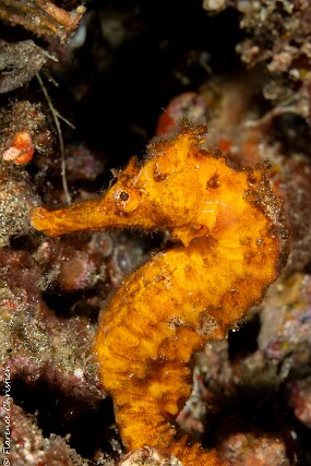 Hippocampe 3