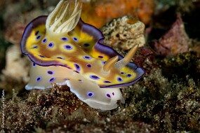 nudi-2