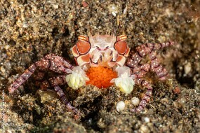 Crabe boxeus oeufs