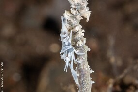 Crevette corail banche