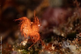 Hairy shrimp oeuf