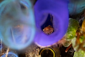 crabe ascidie bleue