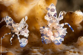 crevettes arlequin