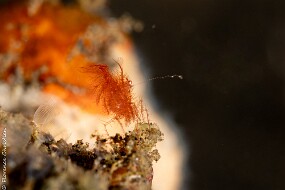 hairy shrimp-1