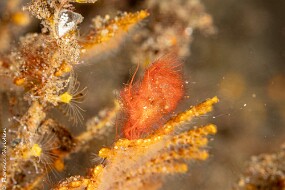 hairy shrimp-2