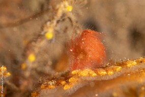 hairy shrimp