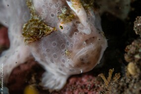 Frogfish blanc