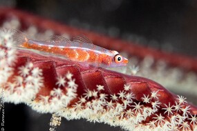 Poisson sur plume
