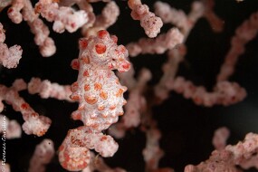 pygmee seahorse-2