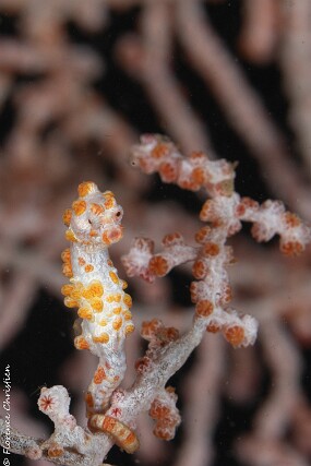 pygmee seahorse
