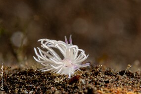 nudi à ident-6