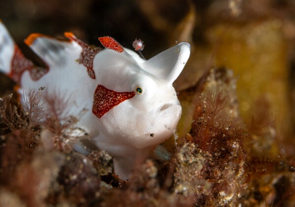 Macro divers