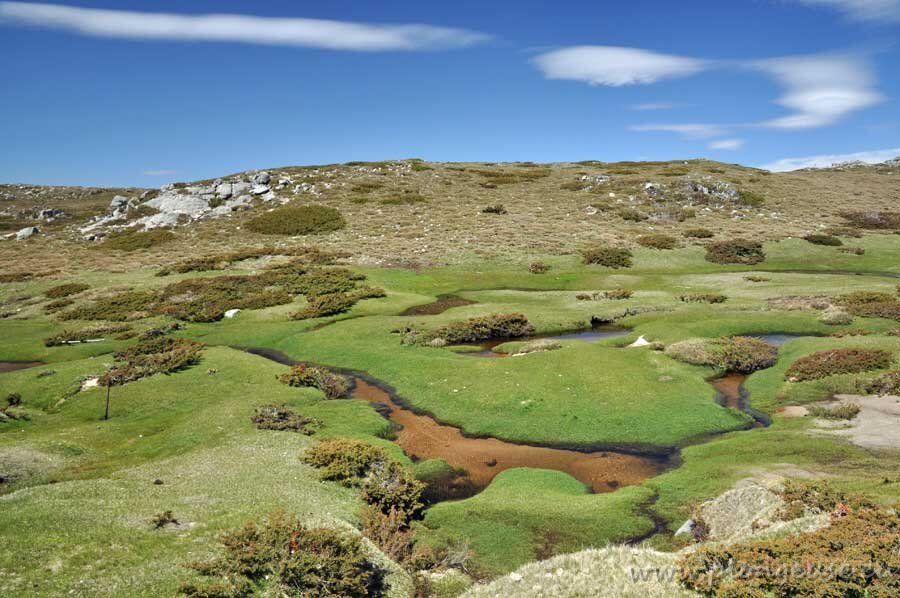 Prairie-2-du-Coccione.jpg