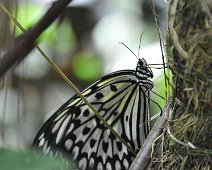 Papillon noir et blanc Bohol Papillon noir et blanc Bohol