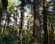 Moorea la forêt