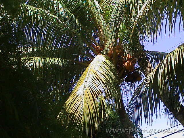 Mahe20.jpg