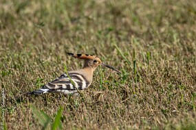 Huppe fasciée-2 null