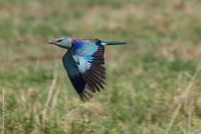 Rollier d Europe-1 null