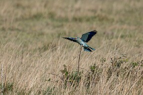 Rollier d Europe-4 null