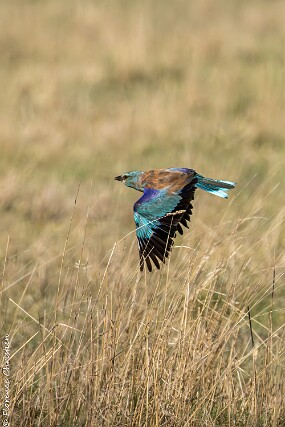 Rollier d Europe-5-1 null