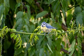 Mésange bleue-2