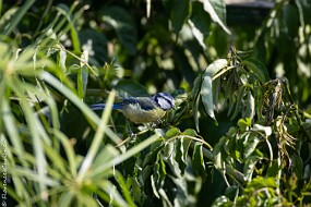 Mésange bleue
