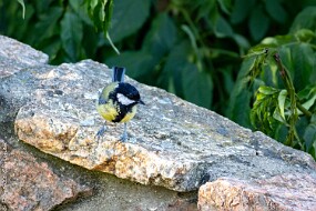 Mésange charbonnière