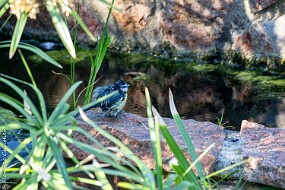 Mésenage à la sortie du bain