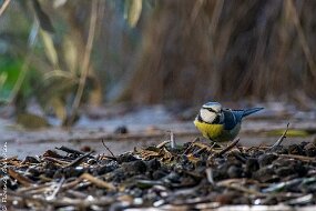 Mésange bleue
