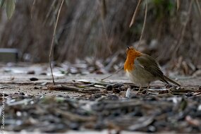 Rouge gorge-1