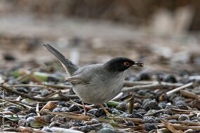 fauvette à tete noire