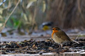 rouge gorge