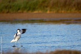 Avocette élégante