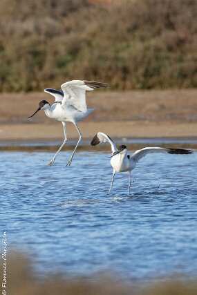 Avocettes élégantes-2