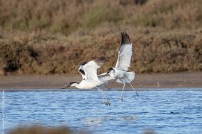 Avocettes élégantes