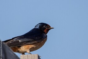 Hirondelle rustique