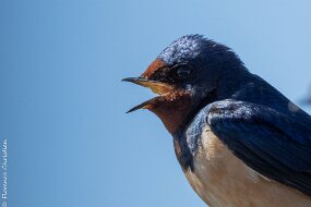 Hirondelle