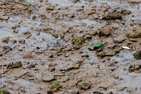 Chevalier guignette null