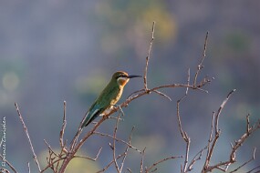 Guêpier malgache null