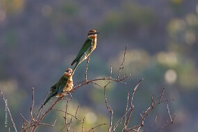 Guêpiers de Madagascar null