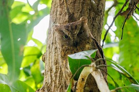 Petit duc malgache null