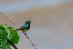 Souimanga malgache-3 null