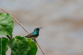 Souimanga malgache null