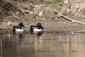 Canard souchet-1