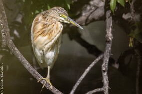 Crabier chevelu-2 null