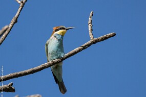 Guêpier d Europe-3 null