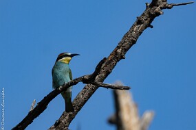 Guêpier d Europe null