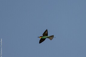 Guêpier-4