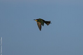 Guêpier-7